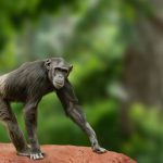 شامپانزه ماده